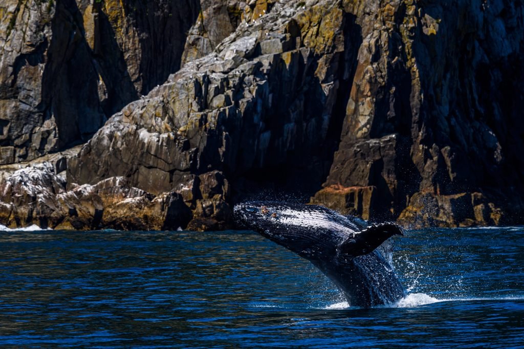 Image montrant un baleine en train de sauter